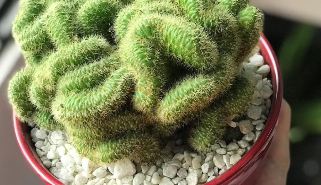 Brain Cactus