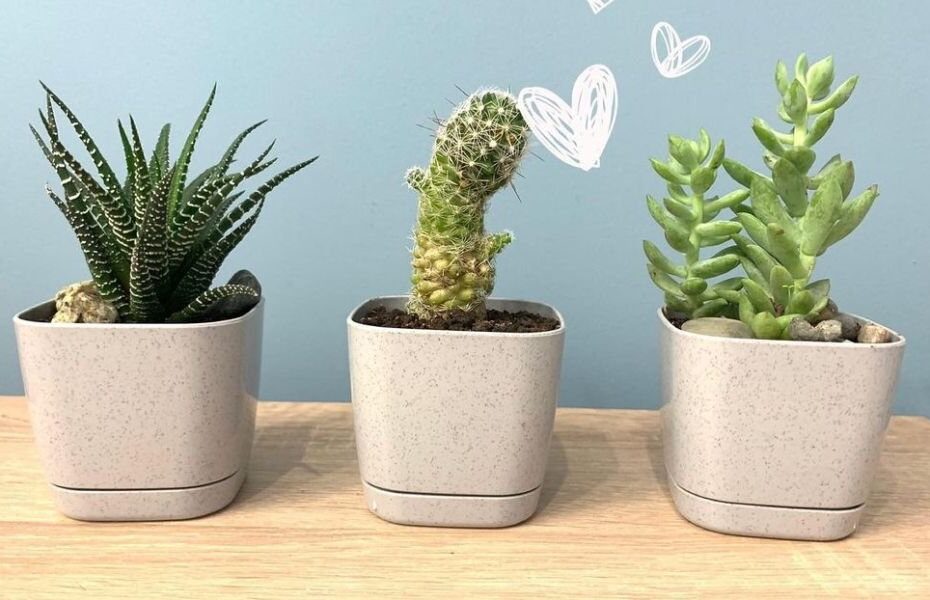 Image of Buy Healthy Interior Plants