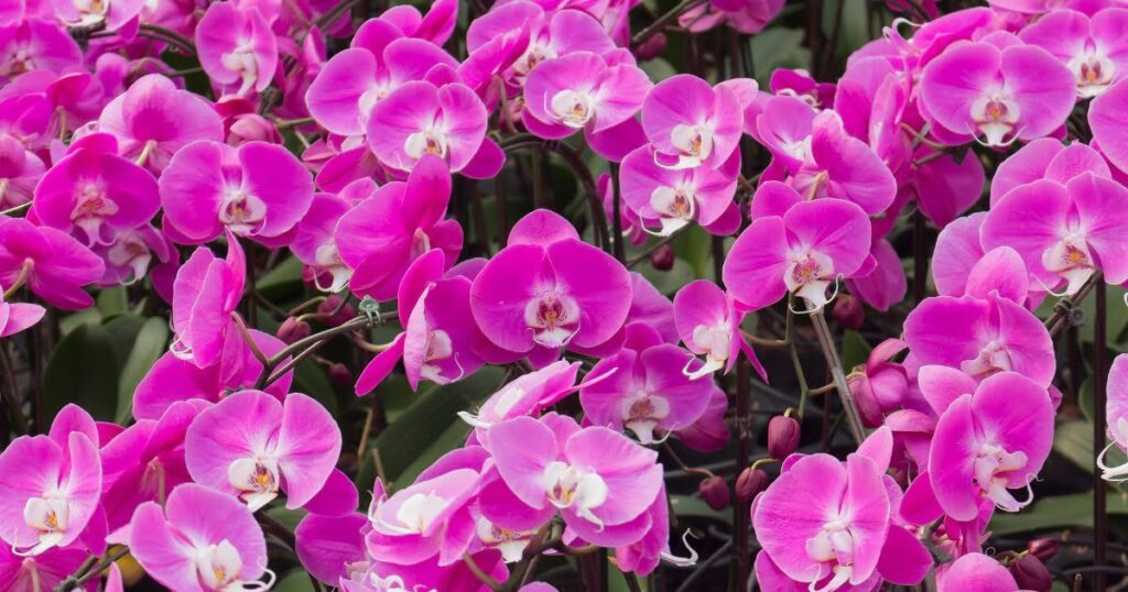 Pink orchid flowers