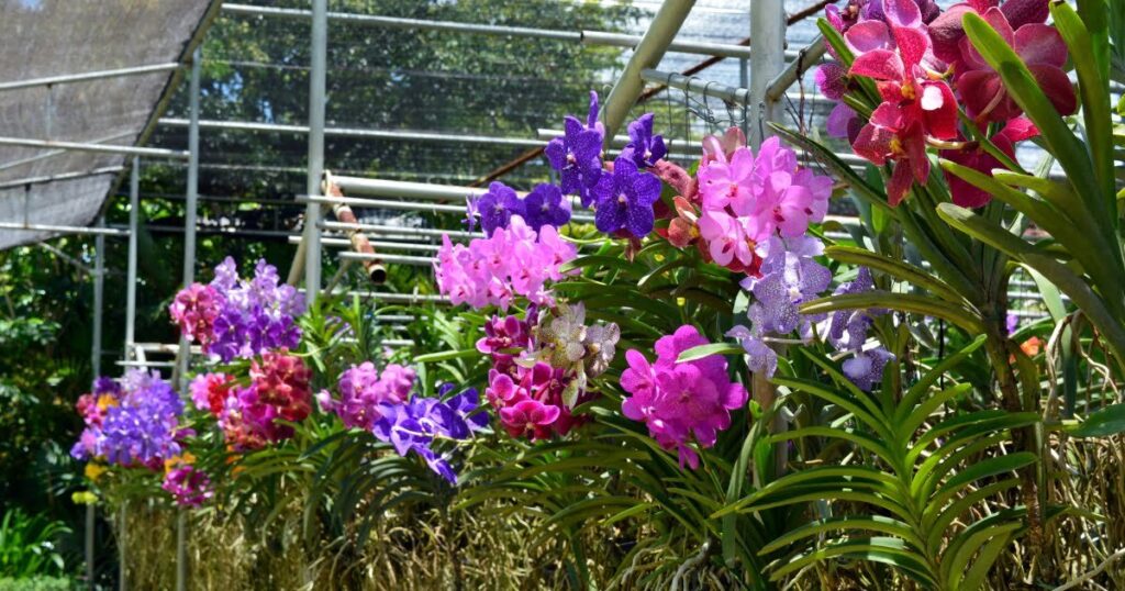 Colorful orchid plants