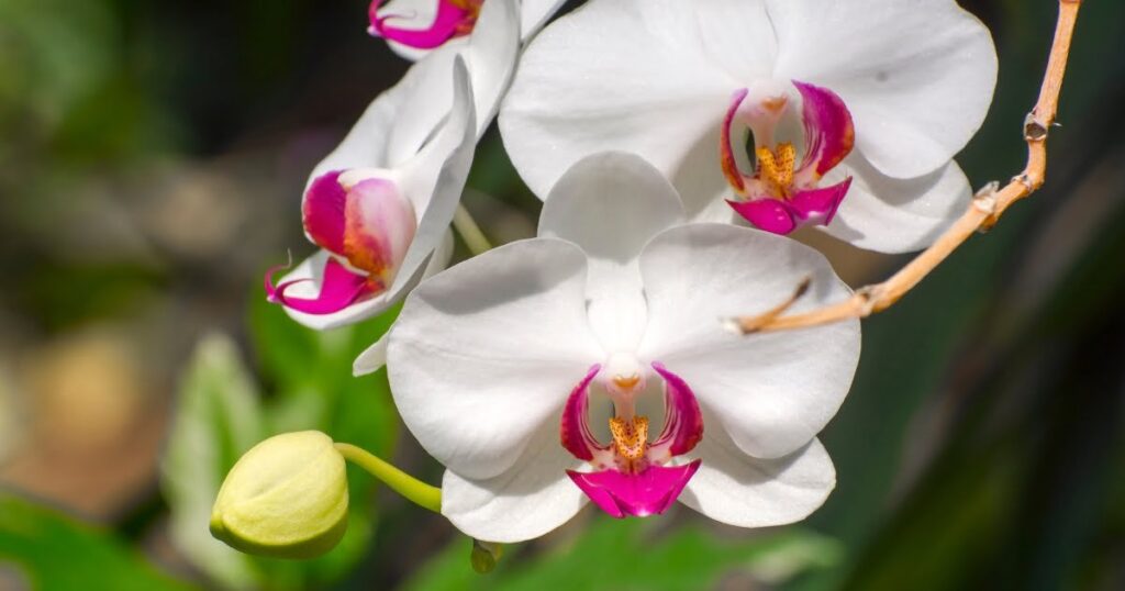 White Phalaenopsis (Moth Orchid)
