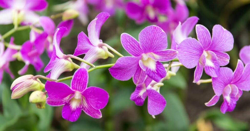 Purple Dendrobium Orchids