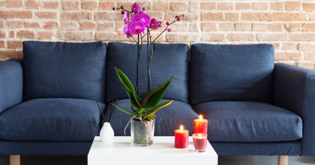 orchid plant on a table