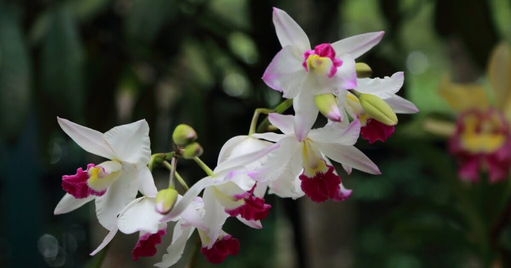 Dendrobium orchids