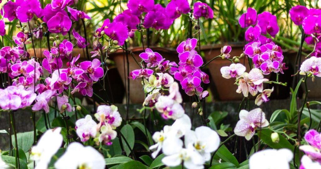 Phalaenopsis Orchids
