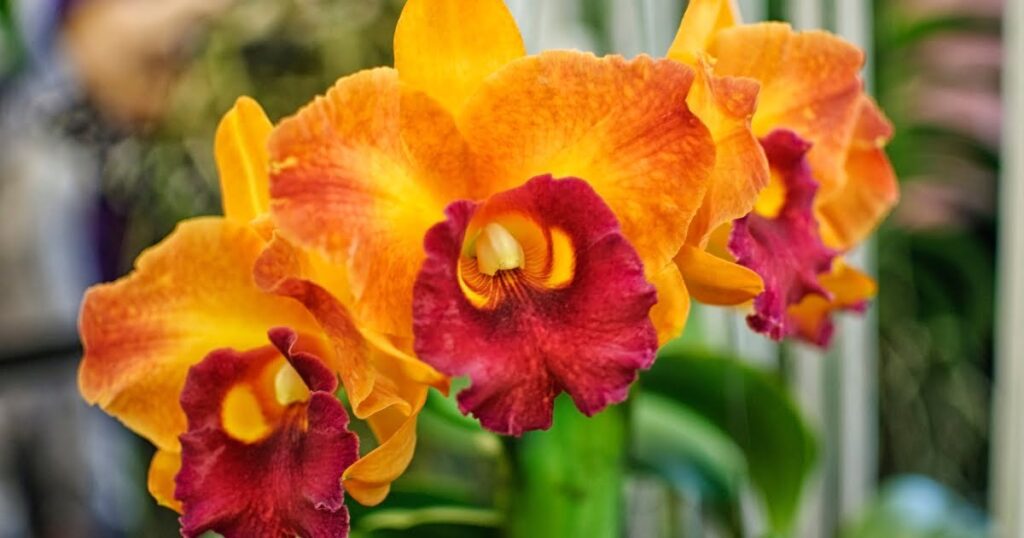Cattleya Orchids