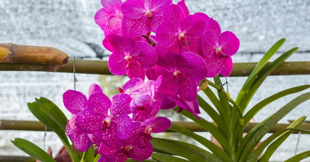 Vanda orchids