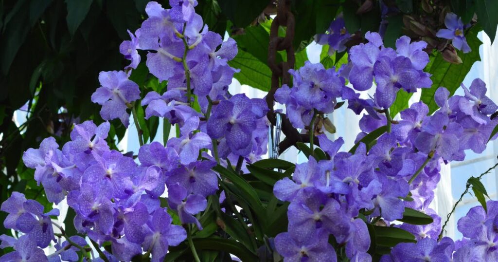Vanda orchid plants