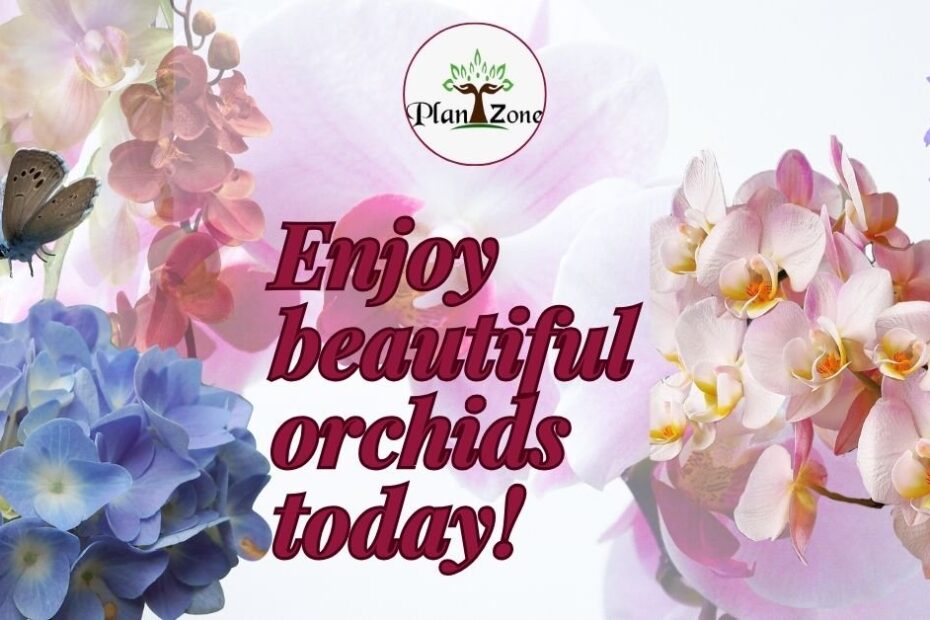 Beautiful orchid plants