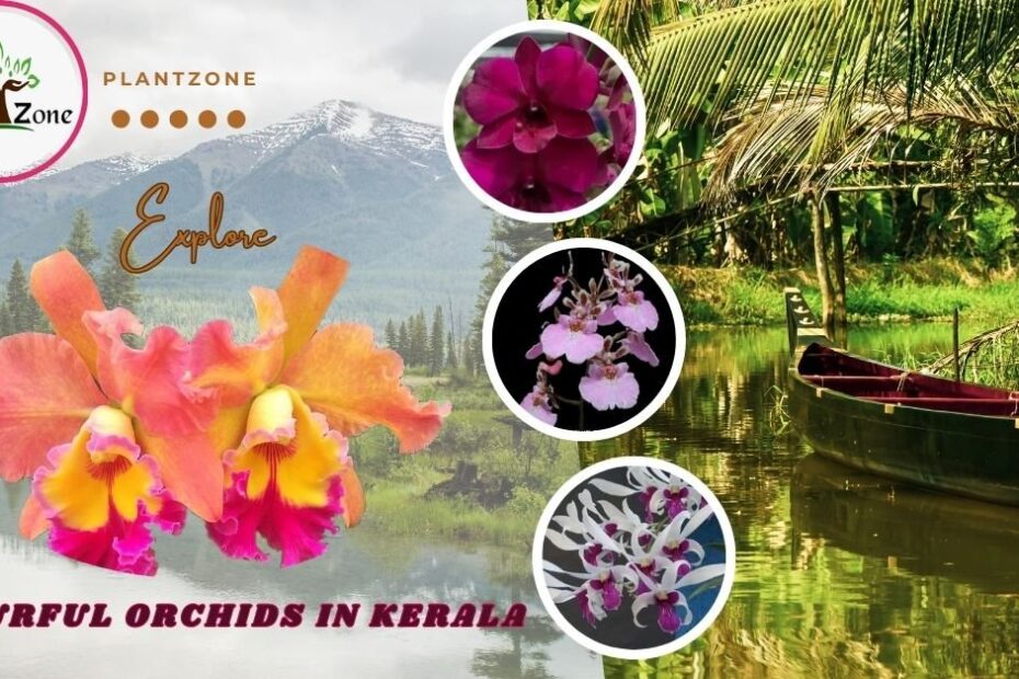 Picture of the Orchids in Kerala