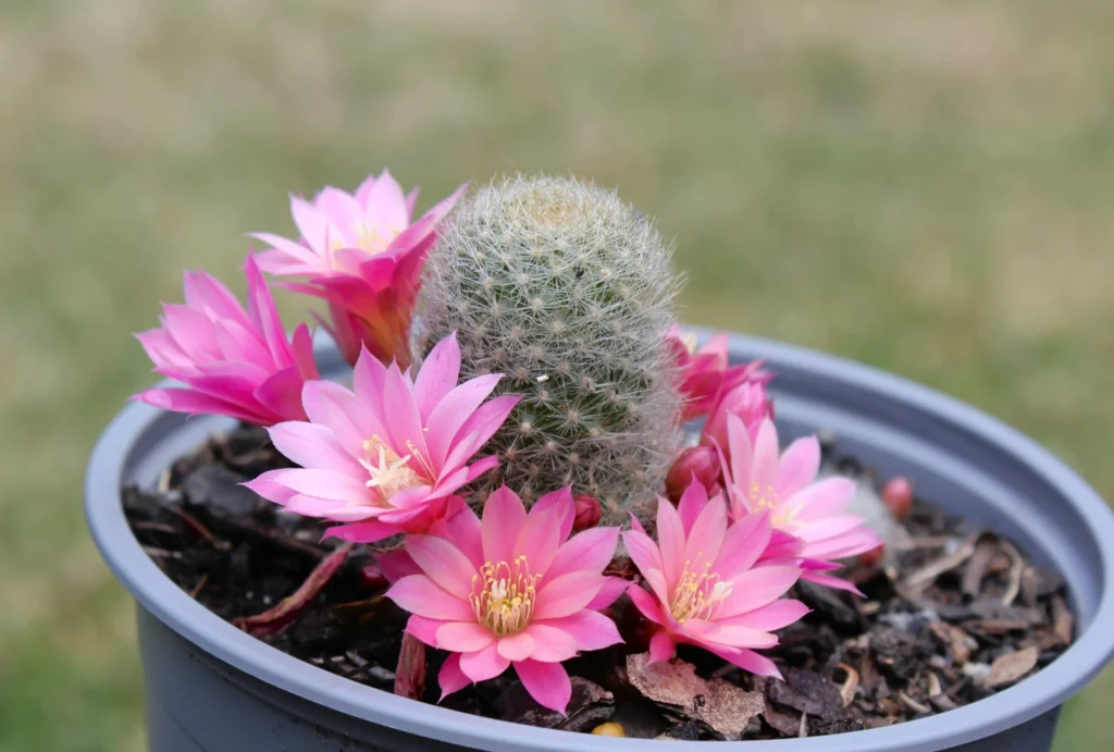 Flowering Cactus Plants