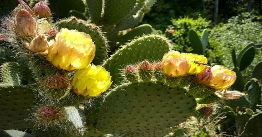 The_Flowering_Cactus