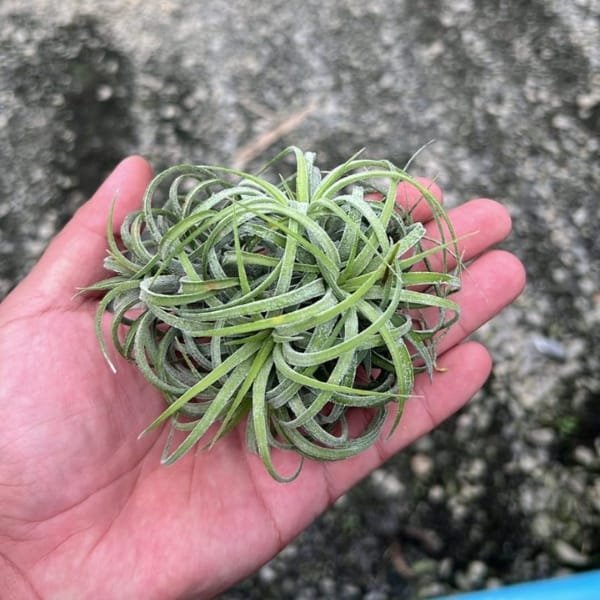Tillandsia Ionantha Curly Leaf - Image 2
