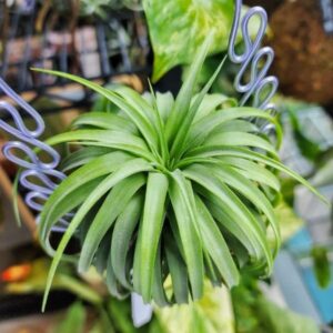 Tillandsia Brachycaulous Compact