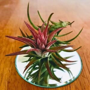 Tillandsia Ionantha Vanhyningii