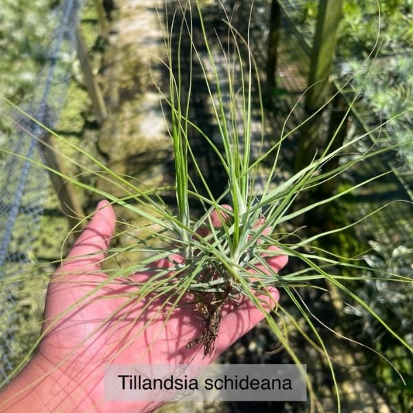 Tillandsia Schiedeana | plantzone - Image 2