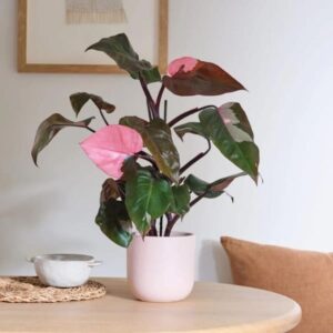 Philodendron Pink Princess