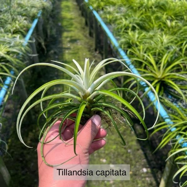 Tillandsia Capitata | plantzone - Image 2