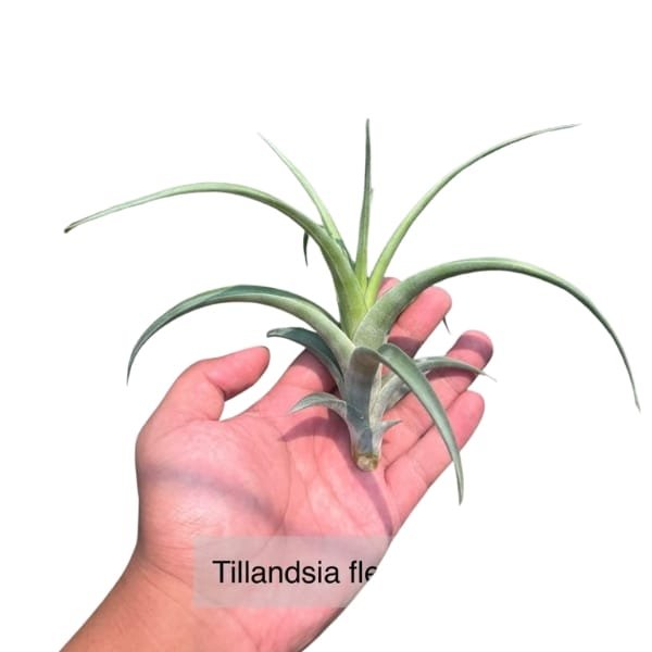 Tillandsia Flexuosa | plantzone - Image 2