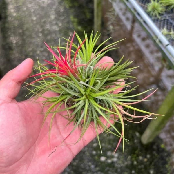 Tillandsia Ionantha Fuego | plantzone - Image 2