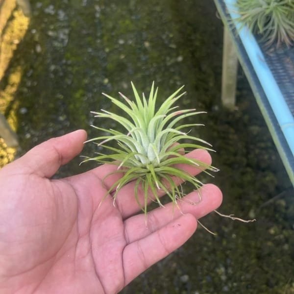 Tillandsia Ionantha | plantzone - Image 2