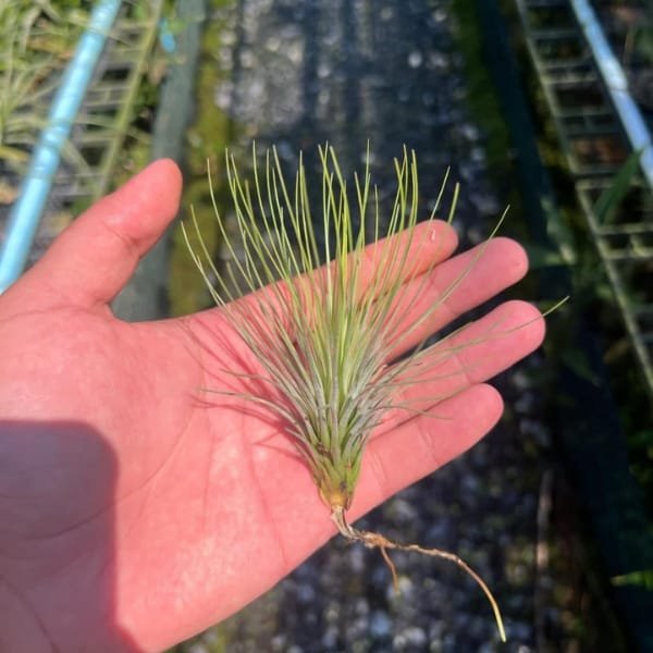 Tillandsia Funkyone | plantzone - Image 2