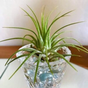 Tillandsia Ionantha | plantzone