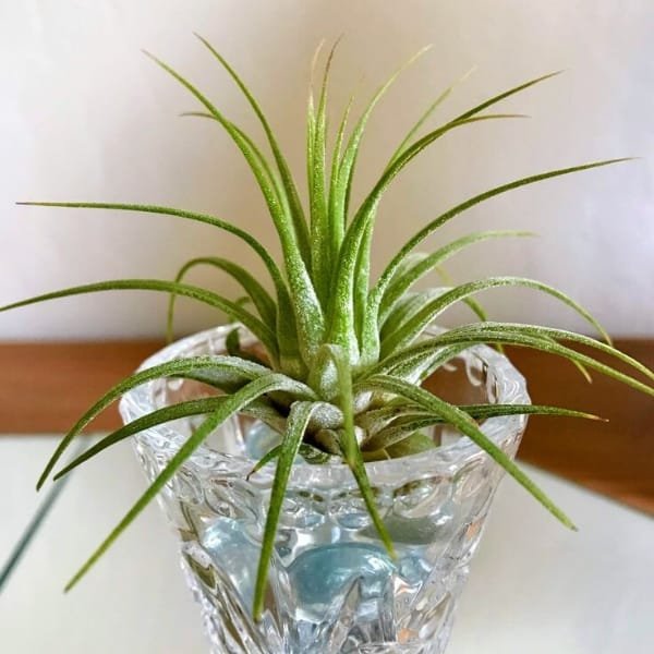 Tillandsia Ionantha | plantzone