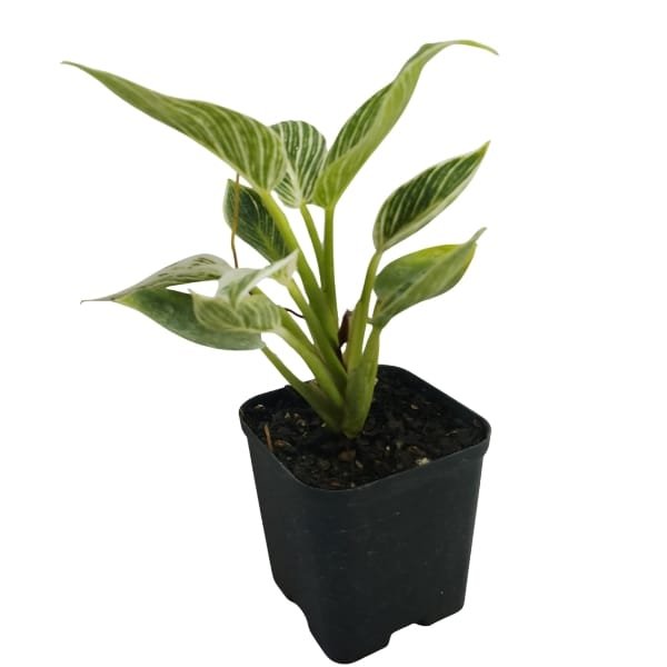 Philodendron Birkin Plant | plantzone - Image 2