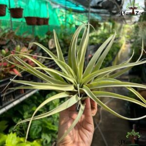 Tillandsia Capitata | plantzone