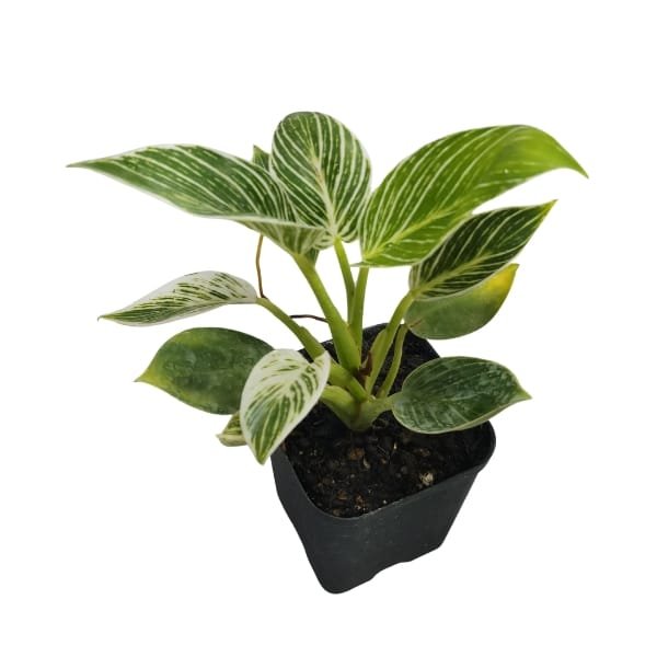 Philodendron Birkin Plant | plantzone - Image 3