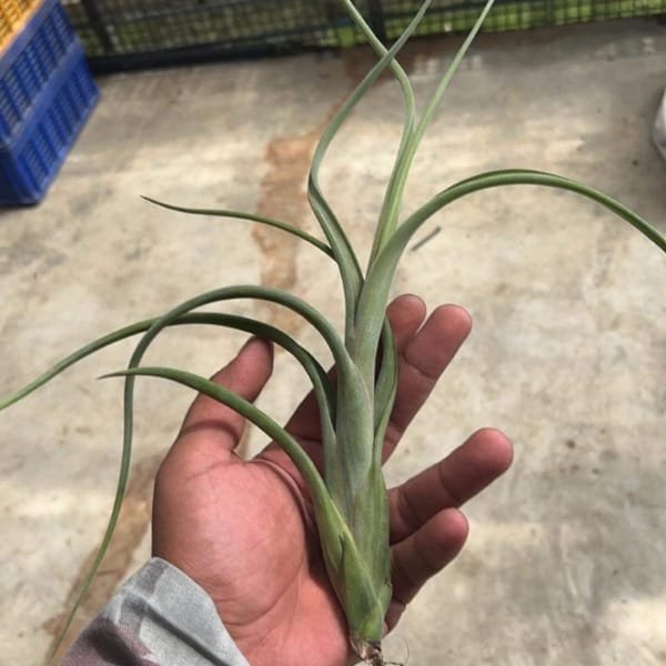 Tillandsia Intermedia | plantzone - Image 2