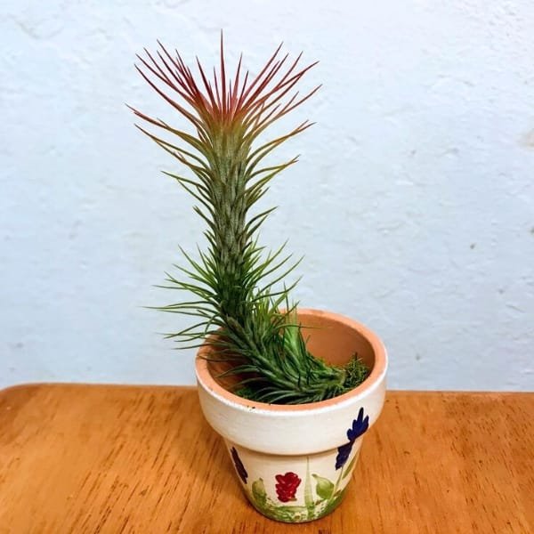 Tillandsia Funckiana | plantzone