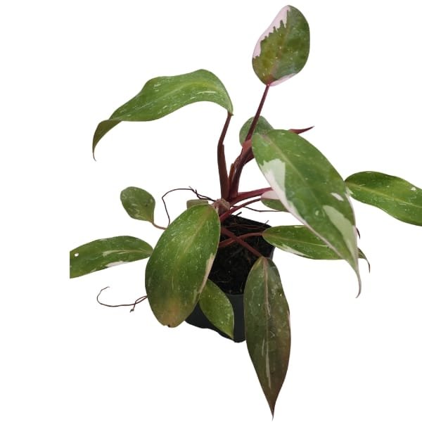 Philodendron Pink Princess - Image 4