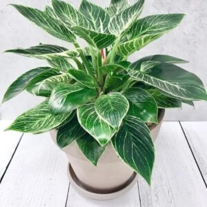 Philodendron Birkin Plant | plantzone