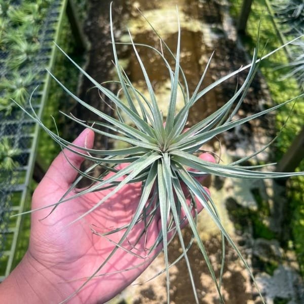 Tillandsia Houston | plantzone - Image 2