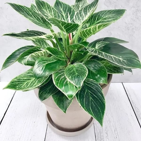 Philodendron Birkin Plant | plantzone