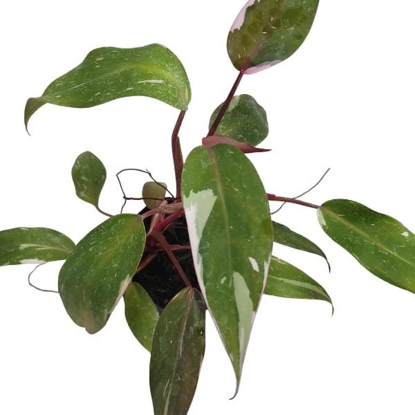 Philodendron Pink Princess - Image 3