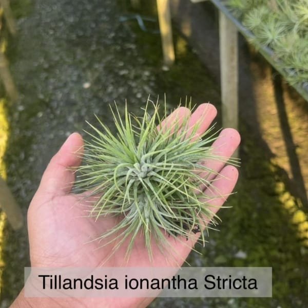 Tillandsia Ionantha Stricta | plantzone - Image 2
