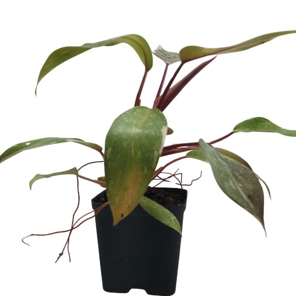 Philodendron Pink Princess - Image 2