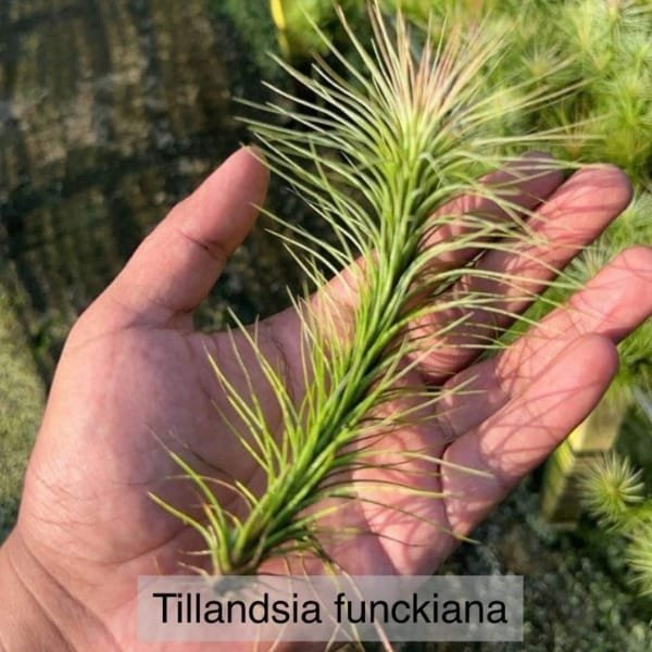Tillandsia Funckiana | plantzone - Image 2