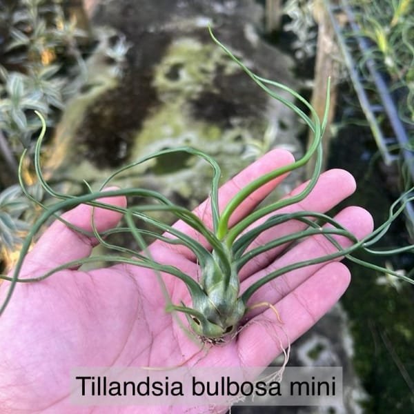 Tillandsia Bulbosa Mini | plantzone - Image 2