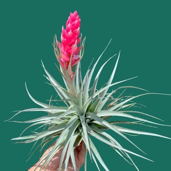Tillandsia Houston | plantzone