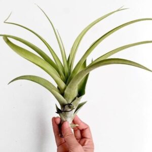 Tillandsia Flexuosa | plantzone