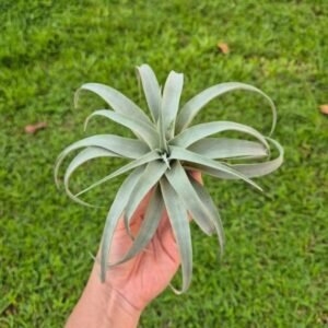 Tillandsia Capitata Silver Rose | plantzone