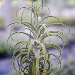 Tillandsia Intermedia | plantzone