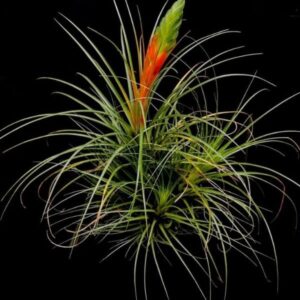 Tillandsia Schiedeana | plantzone