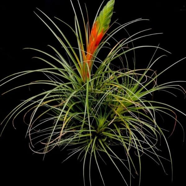 Tillandsia Schiedeana | plantzone