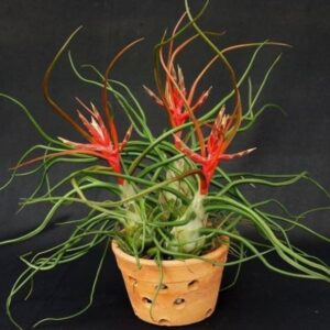 Tillandsia Bulbosa Mini | plantzone