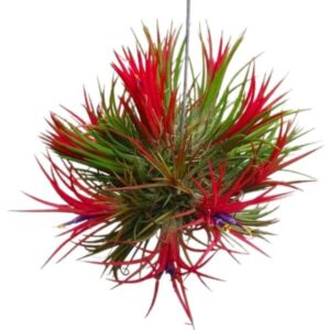 Tillandsia Ionantha Fuego | plantzone